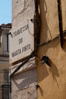77_primavera08.jpg